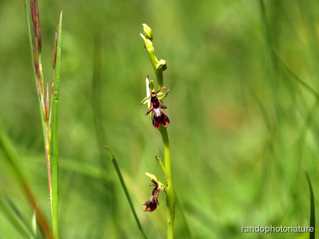 38_Ophrys mouche_1.JPG - Ophrys mouche